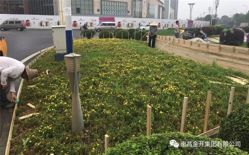 桂苑路花卉轉(zhuǎn)盤景觀提升改造工程順利完工